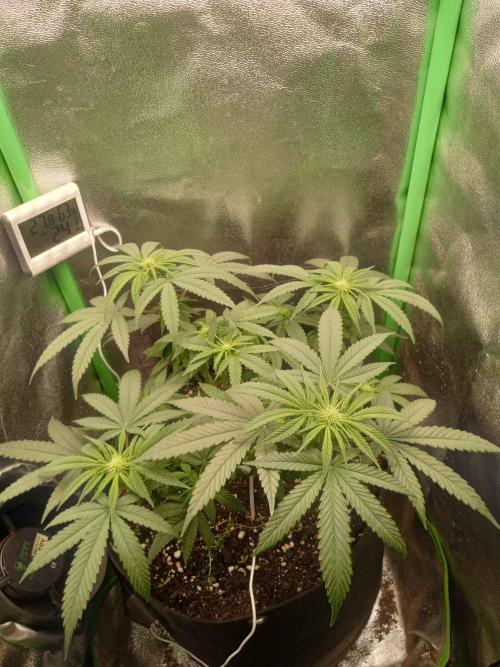 Sunset sherbet outdoor/indoor experiment. Week 8