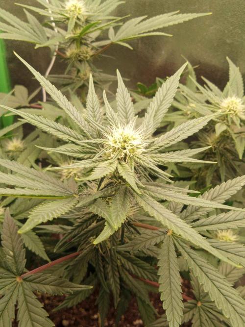 Sunset sherbet outdoor/indoor experiment. Week 9