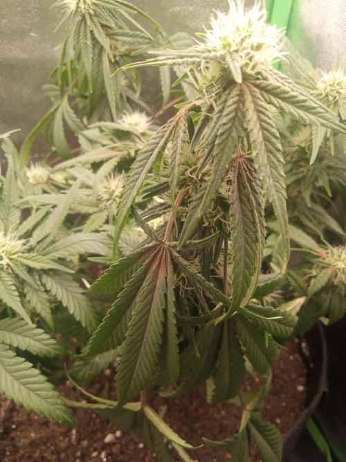 Sunset sherbet outdoor/indoor experiment. Week 9