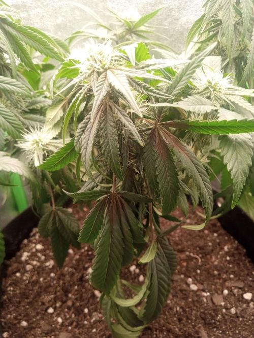 Sunset sherbet outdoor/indoor experiment. Week 9