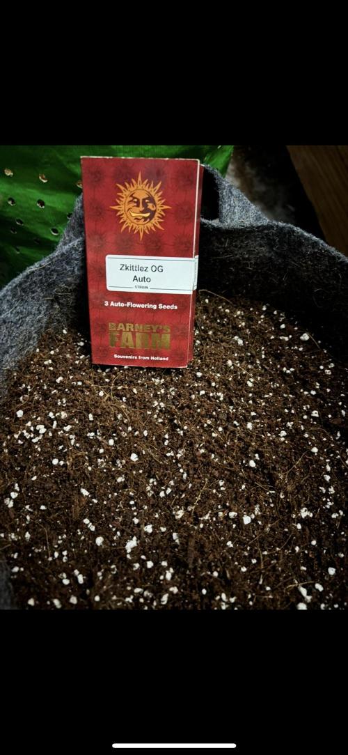 Zkittlezzz. Week 0 - Method - Direct into coco.
After 3 on 5 sep it germinated