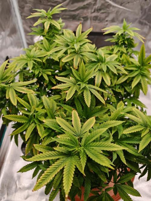 Tohle se nemělo stát.... Week 23 - Tento grow je pro mě peklo. Dlouho jsem ignoroval příznaky a pak jsem to zasolil