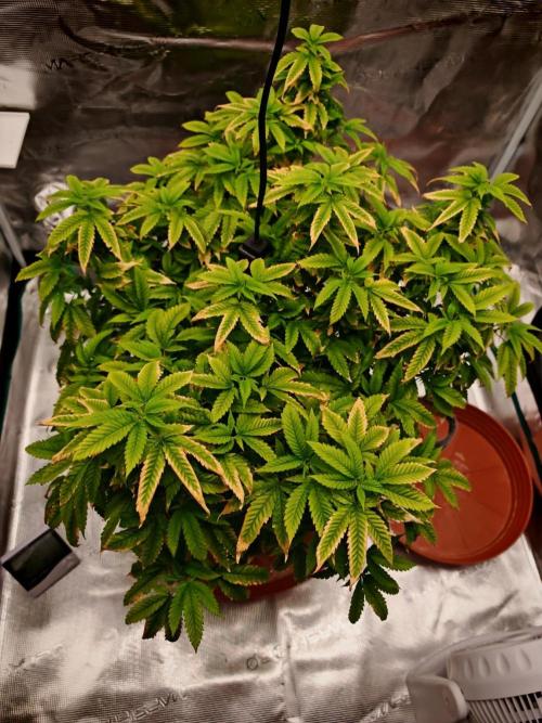 Tohle se nemělo stát.... Week 24