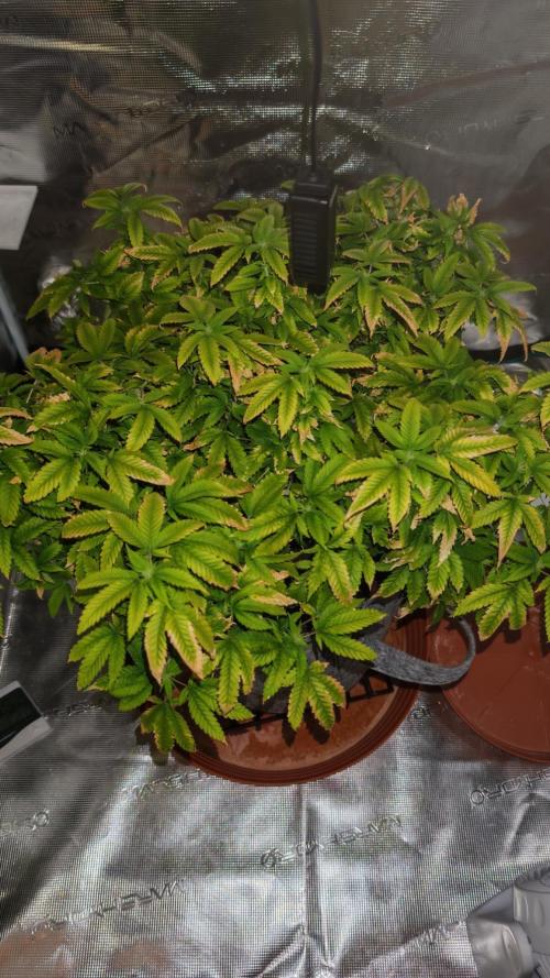 Tohle se nemělo stát.... Week 26