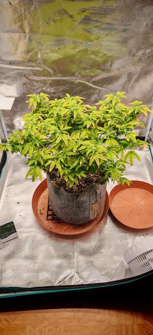 Tohle se nemělo stát.... Week 27