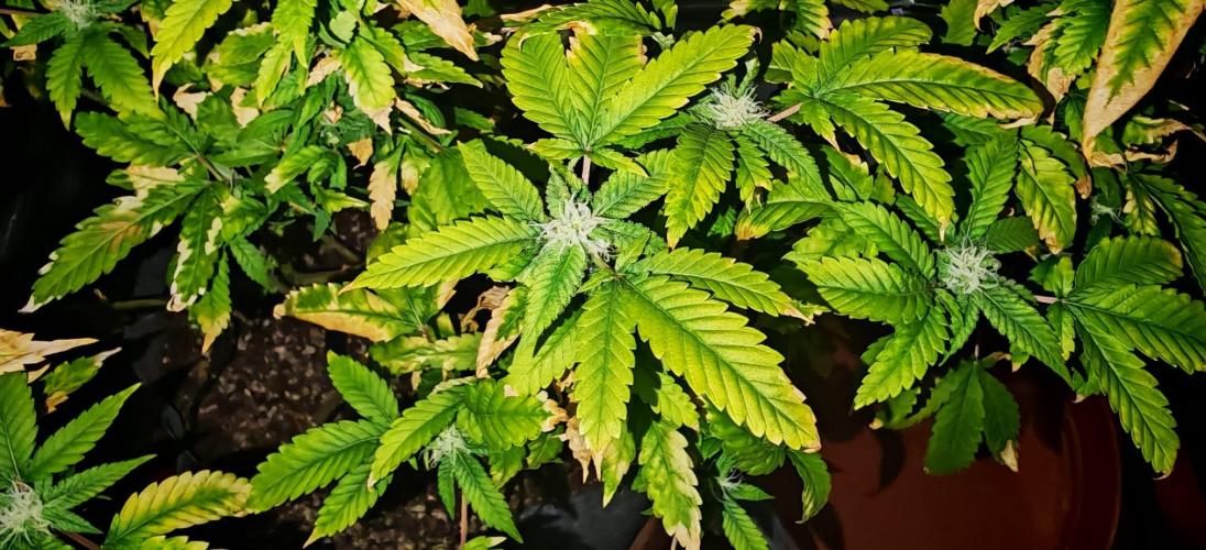 Skywalker Haze. Week 28