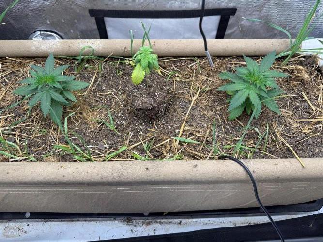 G2 Kush. Week 2