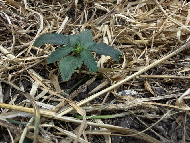 1:1 Crack. Week 3 - P1