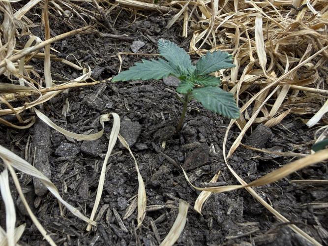 1:1 Crack. Week 3 - P1