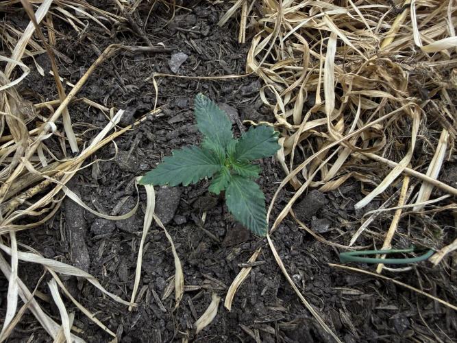 1:1 Crack. Week 3 - P1