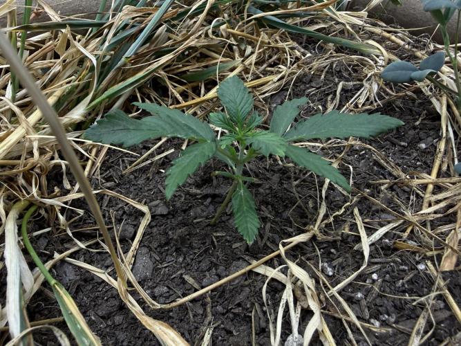 1:1 Crack. Week 3 - P2