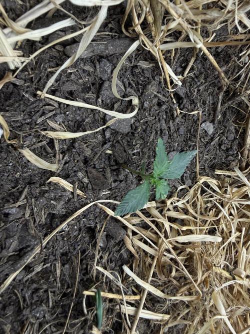 1:1 Crack. Week 3 - P1