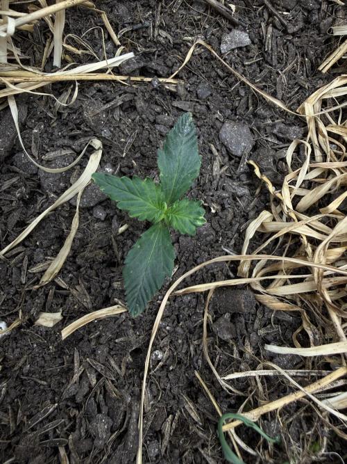 1:1 Crack. Week 3 - P1