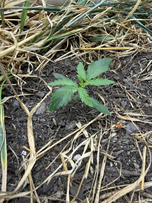 1:1 Crack. Week 3 - P2