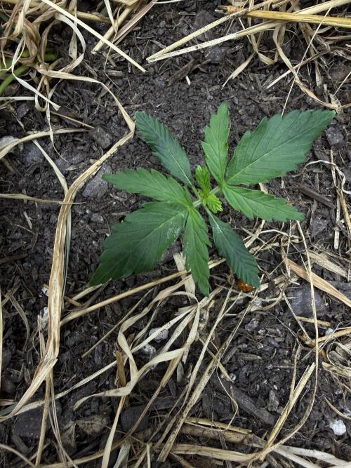 1:1 Crack. Week 3 - P2