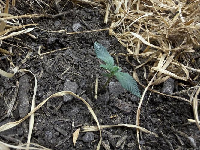 1:1 Crack. Week 3 - P1