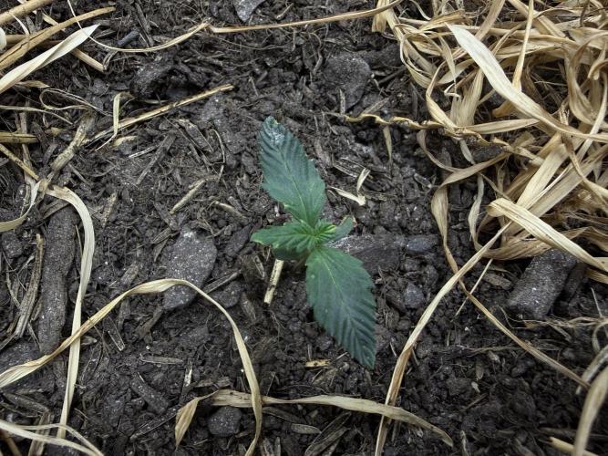 1:1 Crack. Week 3 - P1