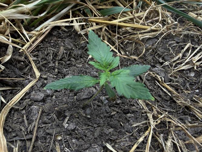 1:1 Crack. Week 3 - P2