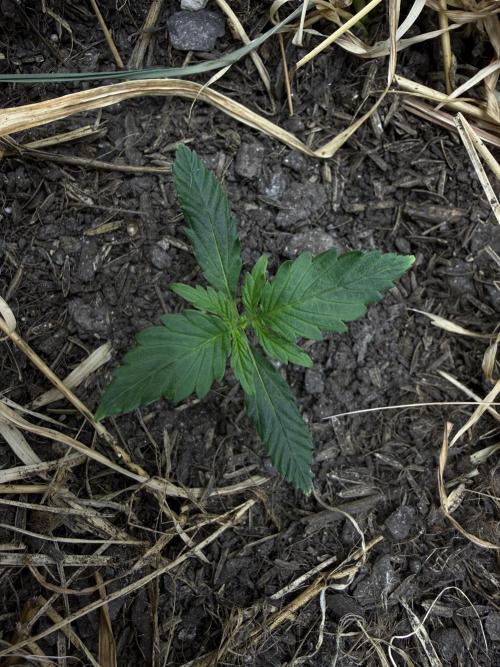 1:1 Crack. Week 3 - P2