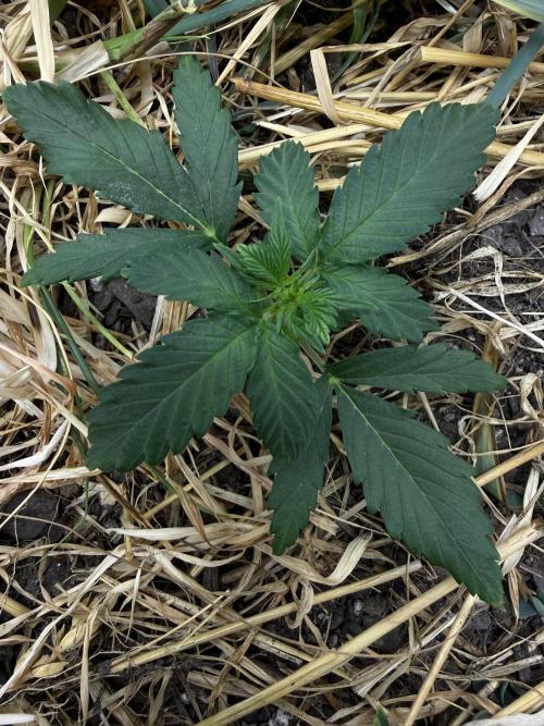 1:1 Crack. Week 4 - P2