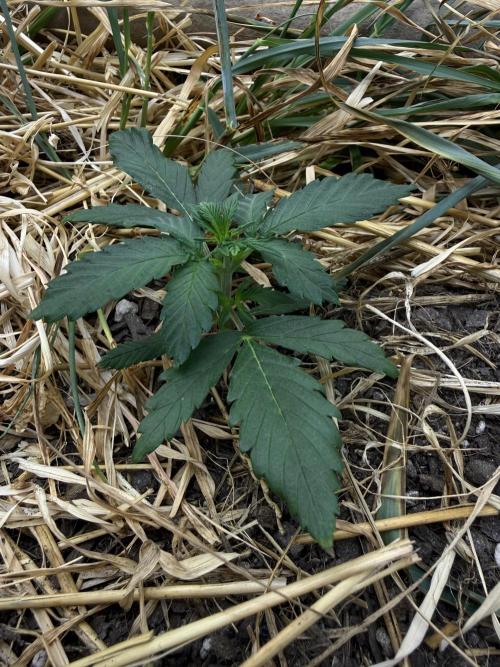 1:1 Crack. Week 4 - P2