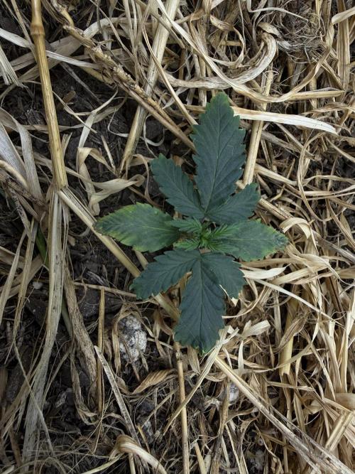 1:1 Crack. Week 4 - P2