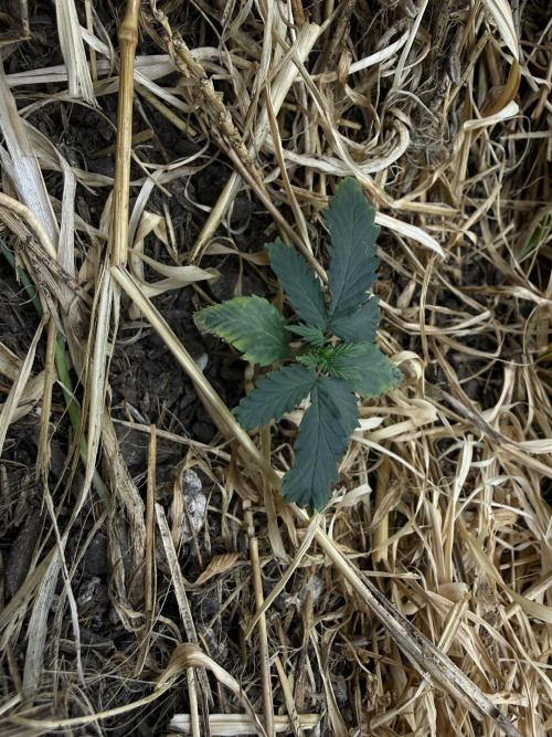 1:1 Crack. Week 4 - P2