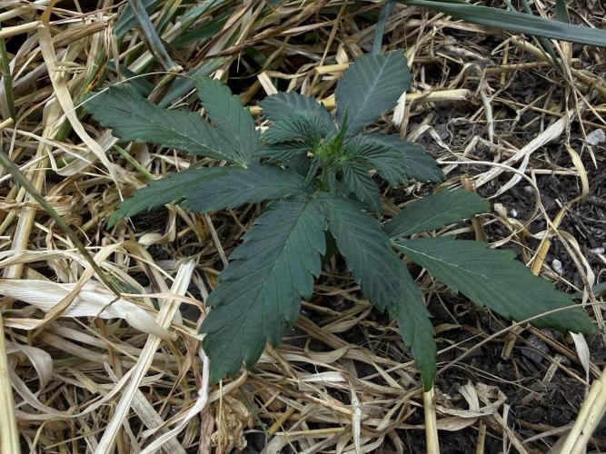 1:1 Crack. Week 4 - P1