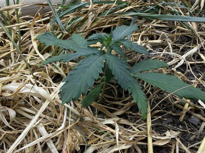 1:1 Crack. Week 4 - P1