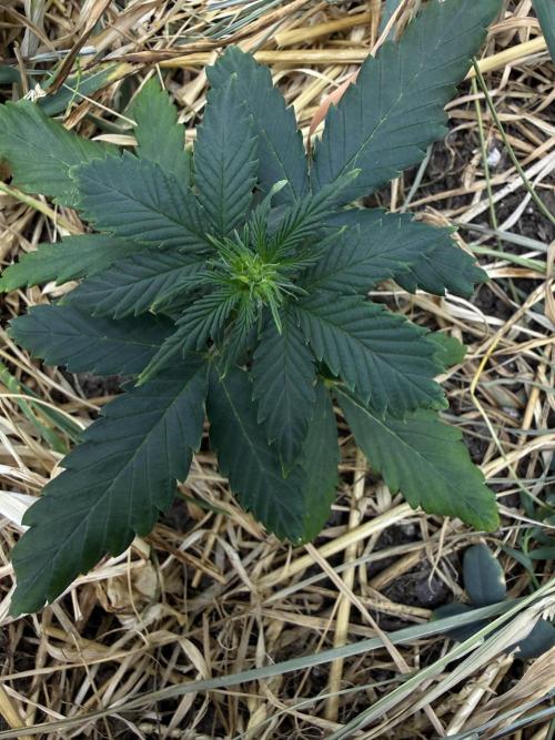 1:1 Crack. Week 4 - P2