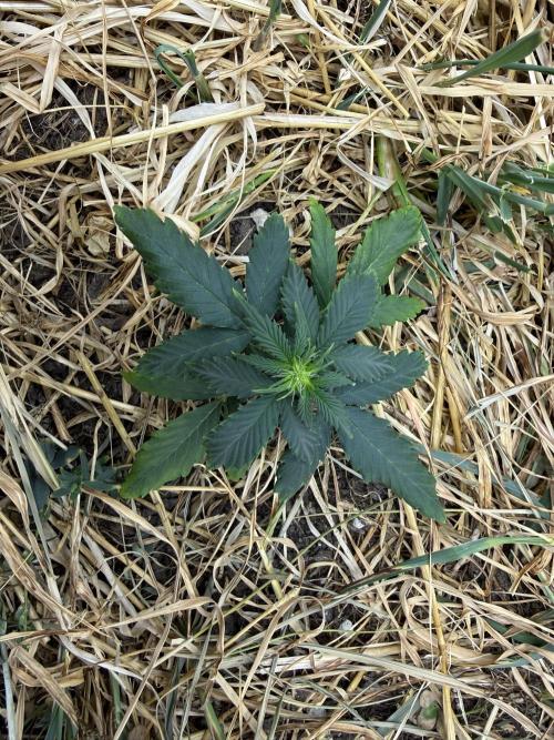 1:1 Crack. Week 4 - P2