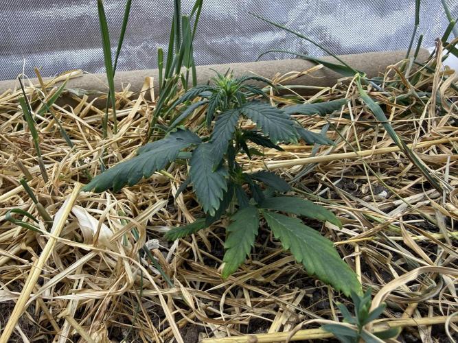 1:1 Crack. Week 5 - P1