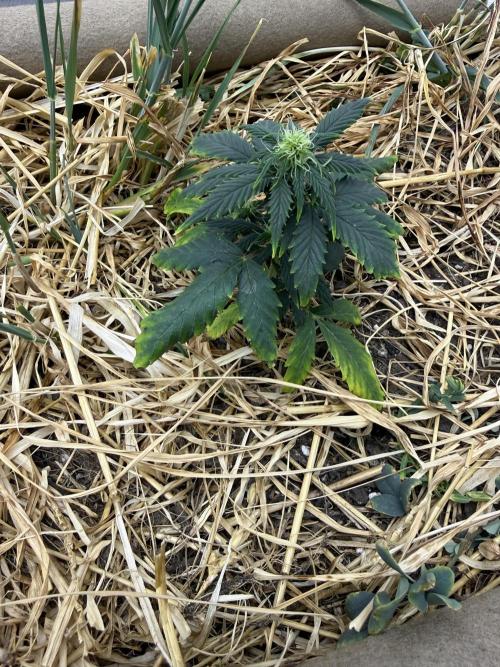 1:1 Crack. Week 5 - P1