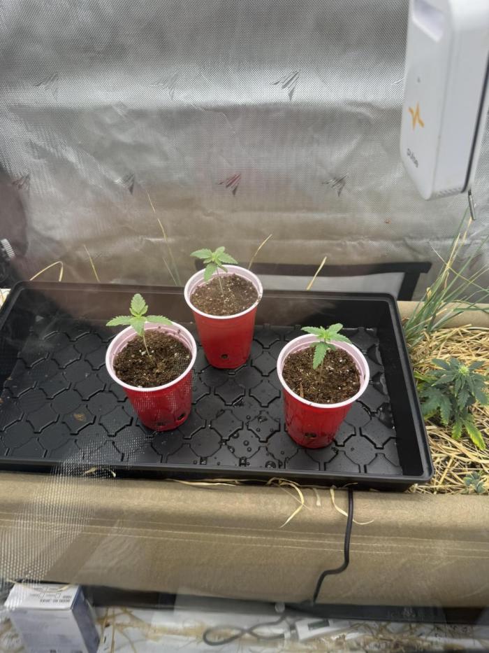 Diesel Dessert. Week 0