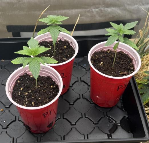 Diesel Dessert. Week 2