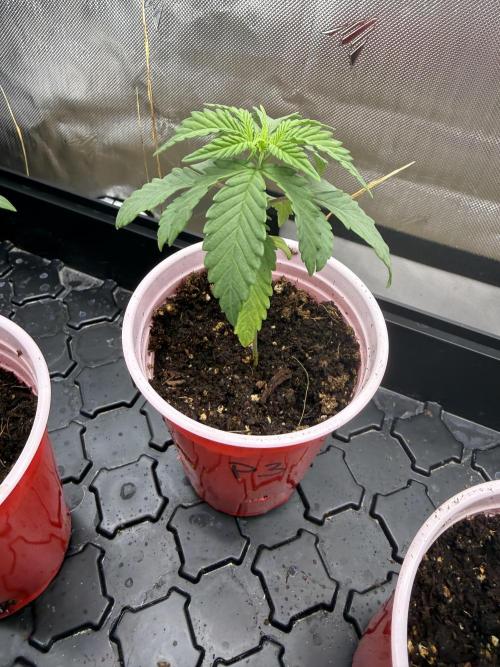 Diesel Dessert. Week 2