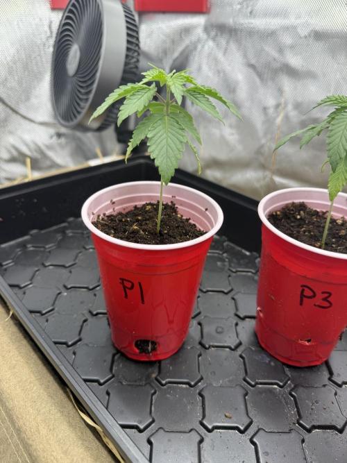 Diesel Dessert. Week 2