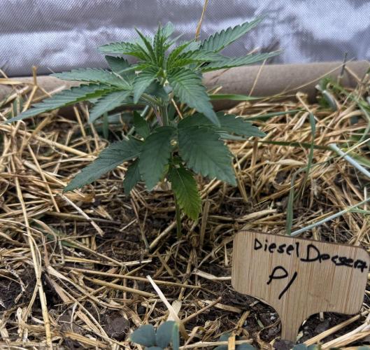 Diesel Dessert. Week 3 - P1