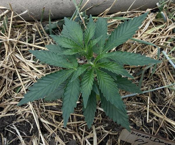 Diesel Dessert. Week 3 - P1