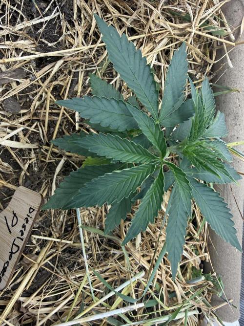 Diesel Dessert. Week 3 - P1