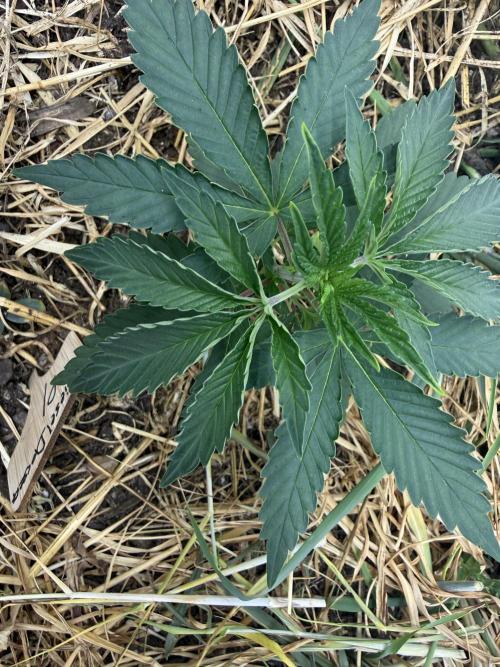 Diesel Dessert. Week 3 - P1