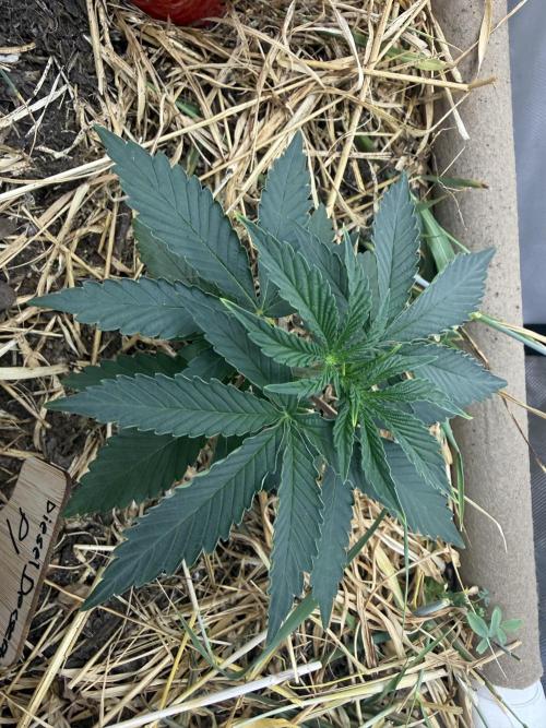 Diesel Dessert. Week 3 - P1