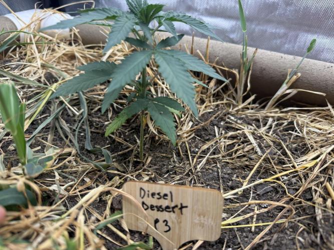 Diesel Dessert. Week 3 - P3