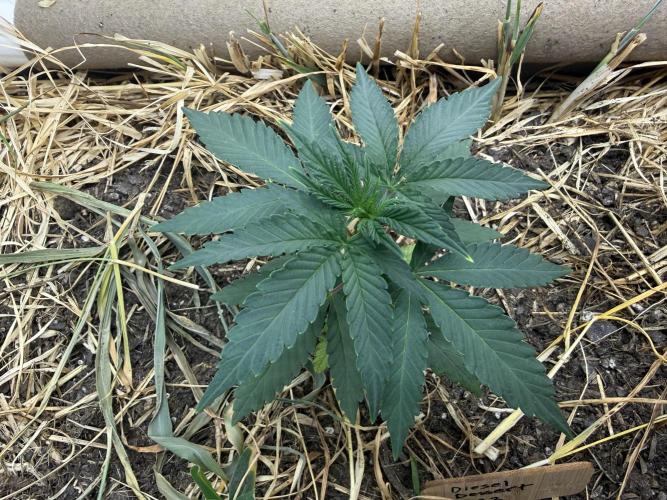 Diesel Dessert. Week 3 - P3