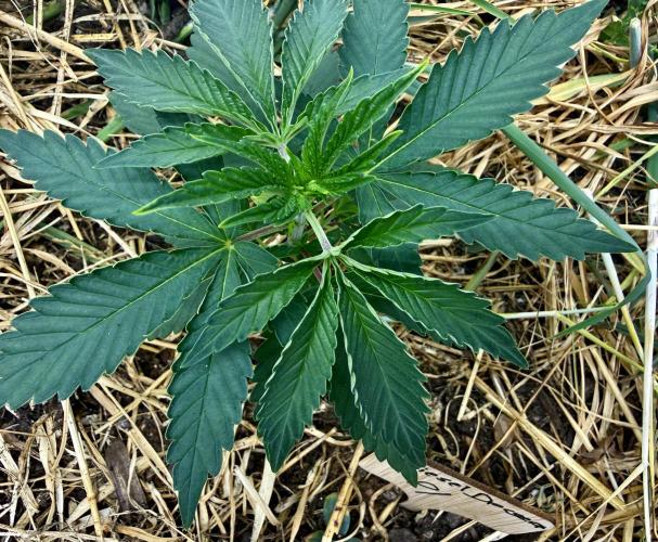 Diesel Dessert. Week 4