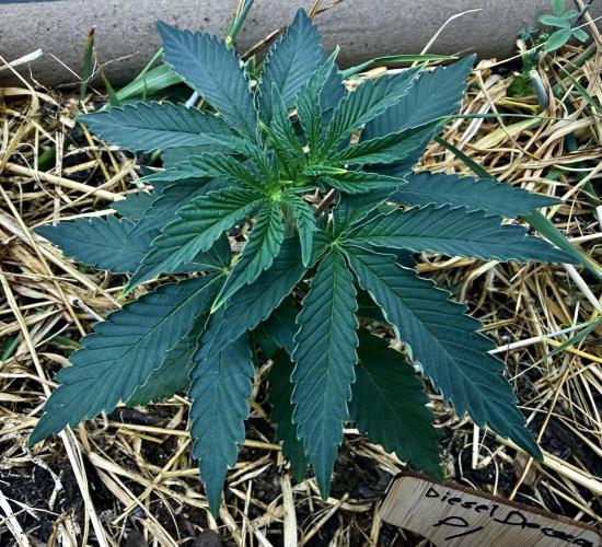 Diesel Dessert. Week 4