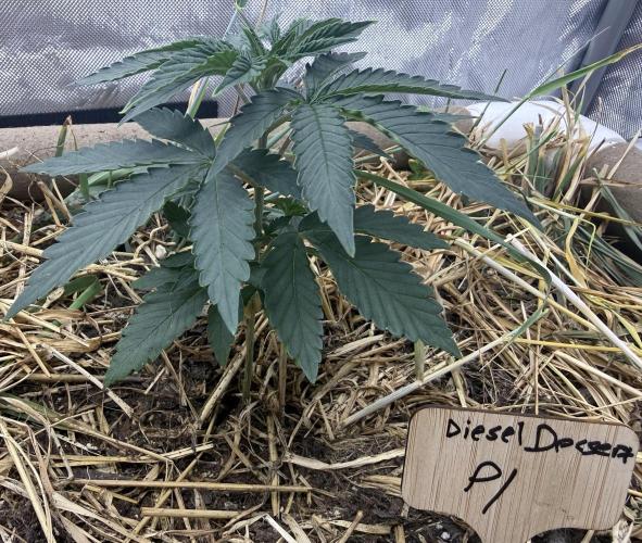 Diesel Dessert. Week 4