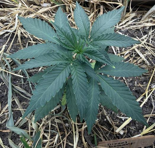 Diesel Dessert. Week 4