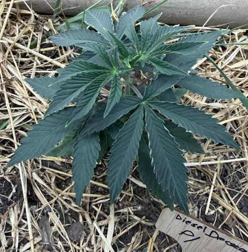 Diesel Dessert. Week 4