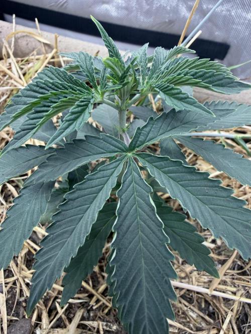 Diesel Dessert. Week 4